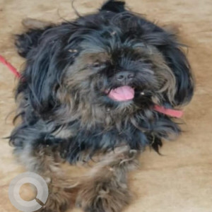 Missing: Black Male Lasha Apsho Dog from Audit Bhavan