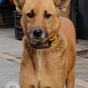 Missing: Brown Male Indie Dog from Sunshree Kangan, NIBM road