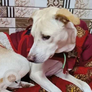 Missing: Golden Male Indie Dog from Baljeet Nagar, Gali No. 22-2