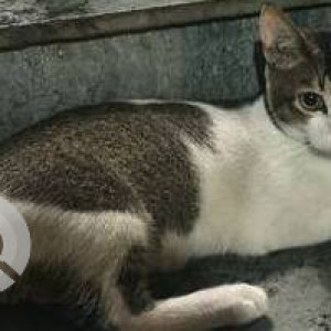 Missing: White and Grey Male Indie Cat from Sumannagar, Priyadarshni, Lal Dongar, Shiv Shrusti-2