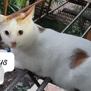 Missing: White-Brown Mix Male Indie Cat from Suryabinayak, Bhaktapur