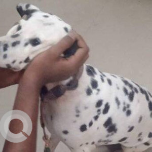 Missing: Black and White Female Dalmatian Dog from Cowl bazar-2