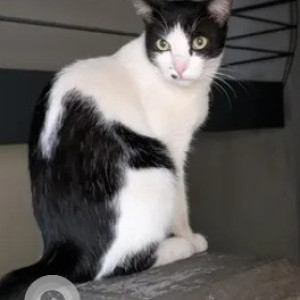 A Black and White Indie Cat Missing from Jayanagar, Bengaluru-2
