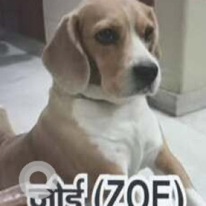 A White-Brown Mix Indie Dog Missing from Shalimar Bagh, New Delhi