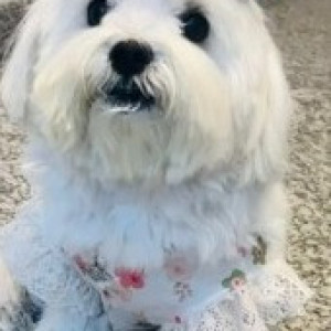 A White Maltese Dog Missing from JP Nagar, Bengaluru