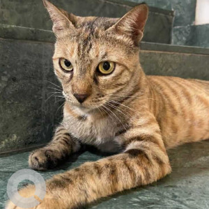 Missing: Orange Female Indie Cat from R-2 Greater, Kailash -1