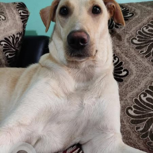 Missing: White Female Labrador Dog from Sangvi, Pune-2