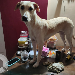 Missing: White Female Labrador Dog from Sangvi, Pune-4