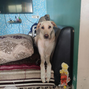 Missing: White Female Labrador Dog from Sangvi, Pune-3