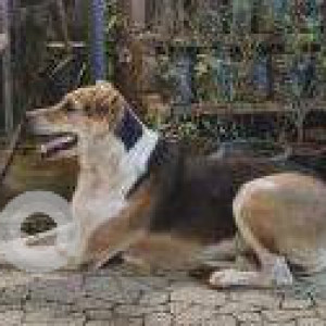 Missing: White-Brown Mix Male Pariah Dog Dog from OLPS church, Chembur-2