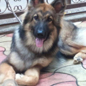 Missing: Black and Brown Male German Shepherd Dog from Warje Malavadi, Pune
