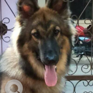 Missing: Black and Brown Male German Shepherd Dog from Warje Malavadi, Pune-2