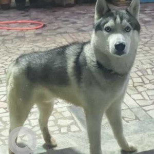 Missing: White and Grey Male Husky Dog from Awaramplayam