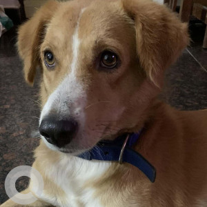 Missing: White-Brown Mix Male Indie Dog from SFX High school shetyewado Mapusa