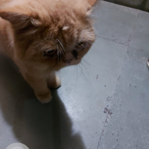 Found: Orange Male Exotic Shorthair Cat from Vepery, Ritherdon road-2