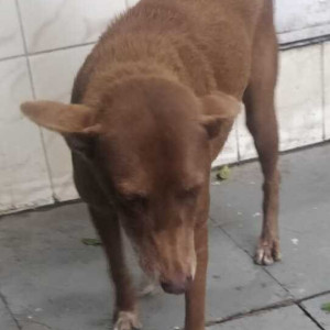 Found: Brown Female Indie Dog from Salunke vihar society gate-2