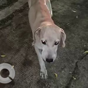 A White-Brown Mix Indie Dog Missing from Hadapsar, Pune