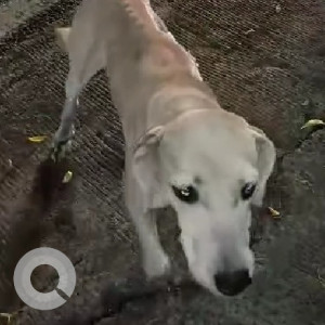 A White-Brown Mix Indie Dog Missing from Hadapsar, Pune-2