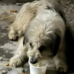 Found: White Male Romanian Mioritic Shepherd Dog from Balepet-2