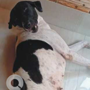 Missing: Black and White Female Indie Dog from Kestpur Chandiberia (Near Ankur Club)