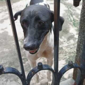 Missing: Black and White Female Indie Dog from Kestpur Chandiberia (Near Ankur Club)-2