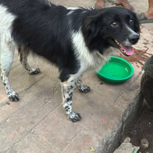 A Black and White Indie Dog Found from Zone 3, Mumbai