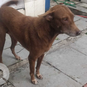 Found: Brown Female Indie Dog from Salunke vihar society gate