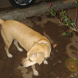 My pet dog Rani is missing from Pepsi Ground, Gorai 2, Borivali West