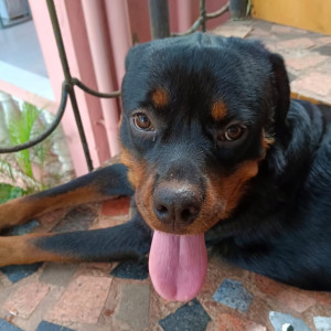 My pet dog is missing from Calangute, Goa