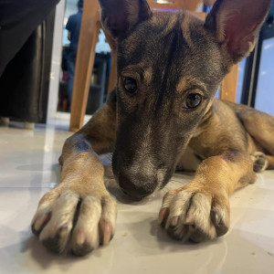 My pet dog Roxy is missing from Evershine Nagar Malad West-2