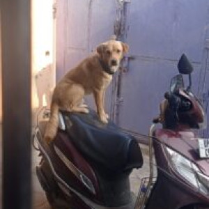 Missing labrador dog name shidhu from Sultanpur