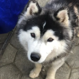 A Black and White Husky Dog Found from Hill vision resort, Jarsing pauwa