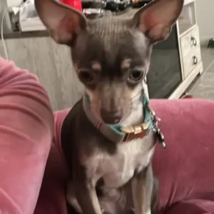 A Grey Chihuahua Dog Missing from Webster St/Franklin St