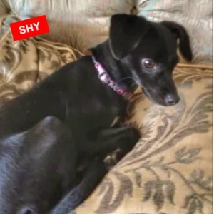 A Black Mix Dog Missing from Rockmeadow Rd, High St