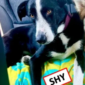 A Black and White Pointer/ Greyhound Mix Dog Missing from Field st, Nayson Ct