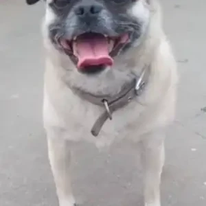 A White Pug Dog Missing from Baluwatar-2