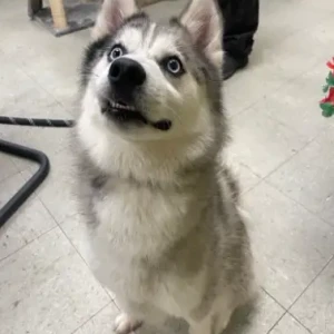 A Black and White Alaskan Klee Kai Mix Dog Found from Near: Boot Cotton Mills.
