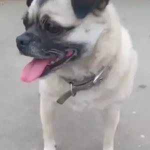 A White Pug Dog Missing from Baluwatar
