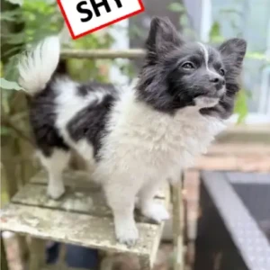 A Black and White Pomeranian/chihuahua mix Dog Missing from Thatcher Rd, Near Clark Rd