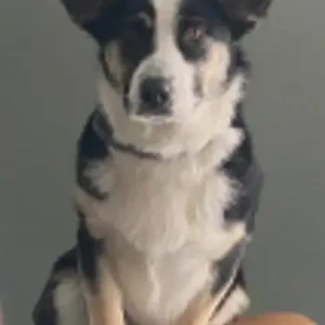 A Black and White Corgi X Dog Missing from 1742 Old Louisquisset Pike
