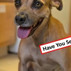 A Brown lab/terrier x Dog Missing from near Overlook/Jamestown/Central