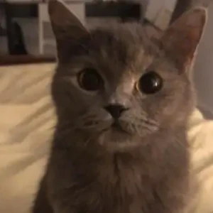 A Grey Domestic Shorthair Cat Missing from Al Barsha