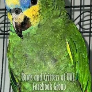 A Green amazon parrot Bird Found from JBR area