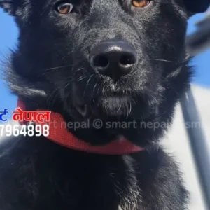 A Black indie mix Dog Missing from krinfield/ ranibari-3