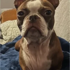 A Brown Boston Terrier Dog Missing from Forest st, Flames Rd
