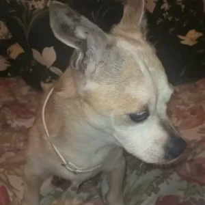 A Light Brown Chihuahua Dog Missing from Main st, Hamilton St
