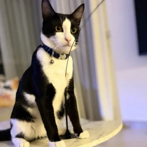 A Black and White Neutered Cat Missing from al barsha 1, 0363