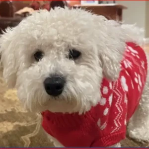 A White Bichon Frise Dog Missing from Crosswoods Path, Boulder Trail