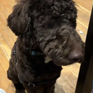 A White-Brown Mix Labradoodle Dog Missing from Willard Circle & St Denis St / East St