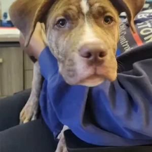 A White-Brown Mix Pitbull mix Dog Found from Erie St. Dorchester